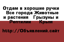 Отдам в хорошие ручки - Все города Животные и растения » Грызуны и Рептилии   . Крым